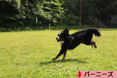 にほんブログ村 犬ブログ バーニーズマウンテンドッグへ