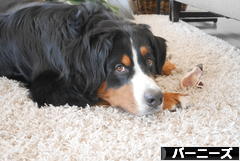 にほんブログ村 犬ブログ バーニーズマウンテンドッグへ