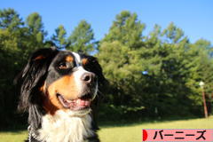 にほんブログ村 犬ブログ バーニーズマウンテンドッグへ