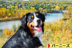 にほんブログ村 犬ブログ バーニーズマウンテンドッグへ