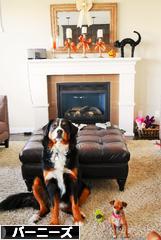 にほんブログ村 犬ブログ バーニーズマウンテンドッグへ