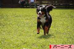 にほんブログ村 犬ブログ バーニーズマウンテンドッグへ