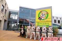 にほんブログ村 犬ブログ バーニーズマウンテンドッグへ