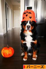 にほんブログ村 犬ブログ バーニーズマウンテンドッグへ