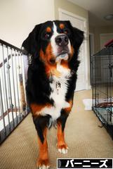 にほんブログ村 犬ブログ バーニーズマウンテンドッグへ