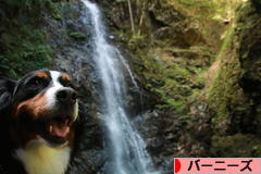 にほんブログ村 犬ブログ バーニーズマウンテンドッグへ