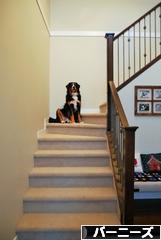 にほんブログ村 犬ブログ バーニーズマウンテンドッグへ