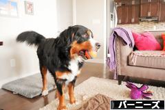 にほんブログ村 犬ブログ バーニーズマウンテンドッグへ