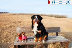 にほんブログ村 犬ブログ バーニーズマウンテンドッグへ