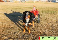 にほんブログ村 犬ブログ バーニーズマウンテンドッグへ