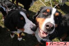 にほんブログ村 犬ブログ バーニーズマウンテンドッグへ