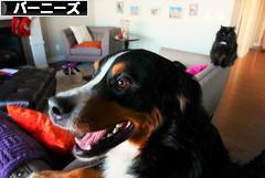 にほんブログ村 犬ブログ バーニーズマウンテンドッグへ
