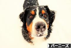 にほんブログ村 犬ブログ バーニーズマウンテンドッグへ