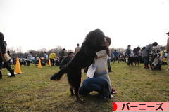 にほんブログ村 犬ブログ バーニーズマウンテンドッグへ