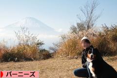 にほんブログ村 犬ブログ バーニーズマウンテンドッグへ