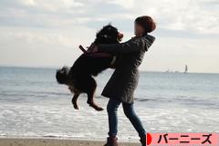 にほんブログ村 犬ブログ バーニーズマウンテンドッグへ
