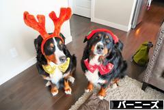 にほんブログ村 犬ブログ バーニーズマウンテンドッグへ