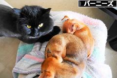 にほんブログ村 犬ブログ バーニーズマウンテンドッグへ