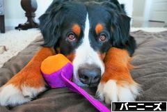 にほんブログ村 犬ブログ バーニーズマウンテンドッグへ