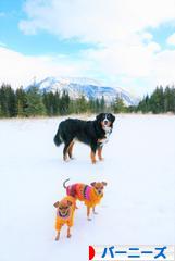 にほんブログ村 犬ブログ バーニーズマウンテンドッグへ