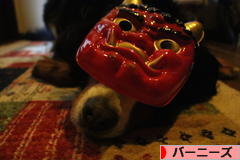 にほんブログ村 犬ブログ バーニーズマウンテンドッグへ