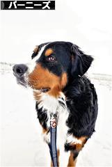 にほんブログ村 犬ブログ バーニーズマウンテンドッグへ