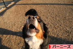 にほんブログ村 犬ブログ バーニーズマウンテンドッグへ