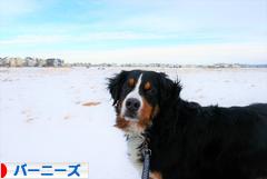 にほんブログ村 犬ブログ バーニーズマウンテンドッグへ