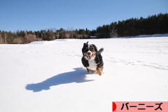 にほんブログ村 犬ブログ バーニーズマウンテンドッグへ
