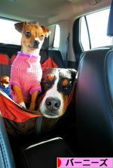 にほんブログ村 犬ブログ バーニーズマウンテンドッグへ