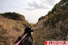 にほんブログ村 犬ブログ バーニーズマウンテンドッグへ