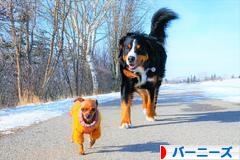 にほんブログ村 犬ブログ バーニーズマウンテンドッグへ