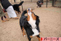にほんブログ村 犬ブログ バーニーズマウンテンドッグへ