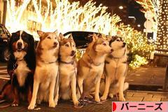 にほんブログ村 犬ブログ バーニーズマウンテンドッグへ