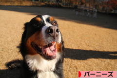 にほんブログ村 犬ブログ バーニーズマウンテンドッグへ