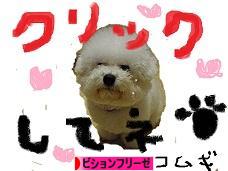 にほんブログ村 犬ブログ ビションフリーゼへ