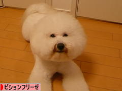 にほんブログ村 犬ブログ ビションフリーゼへ