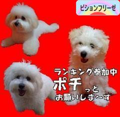 にほんブログ村 犬ブログ ビションフリーゼへ