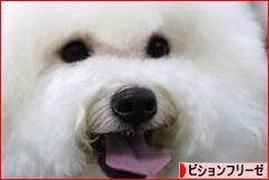 にほんブログ村 犬ブログ ビションフリーゼへ