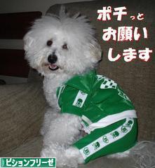 にほんブログ村 犬ブログ ビションフリーゼへ