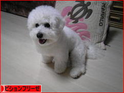 にほんブログ村 犬ブログ ビションフリーゼへ