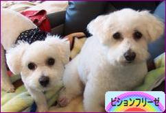 にほんブログ村 犬ブログ ビションフリーゼへ