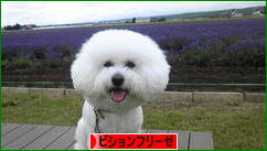 にほんブログ村 犬ブログ ビションフリーゼへ