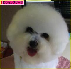 にほんブログ村 犬ブログ ビションフリーゼへ