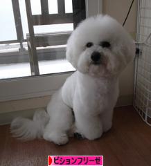 にほんブログ村 犬ブログ ビションフリーゼへ