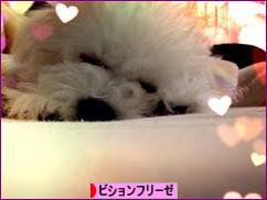 にほんブログ村 犬ブログ ビションフリーゼへ