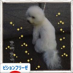 にほんブログ村 犬ブログ ビションフリーゼへ