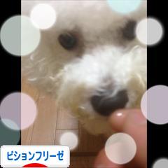 にほんブログ村 犬ブログ ビションフリーゼへ