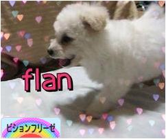 にほんブログ村 犬ブログ ビションフリーゼへ