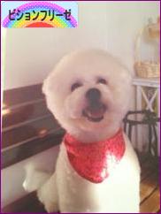 にほんブログ村 犬ブログ ビションフリーゼへ